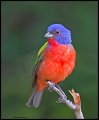 _3SB3375 painted bunting